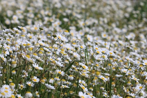 daisy green flower