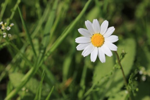 daisy green flower