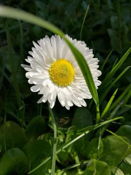 daisy white flowers petals