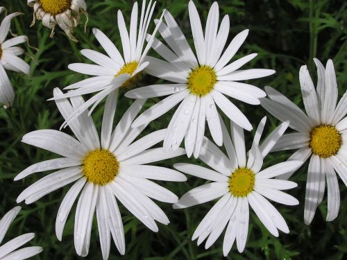 daisy bush white