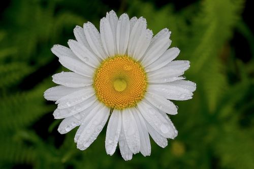 daisy white yellow