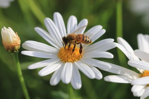 daisy white flower