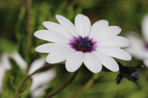 daisy white flower