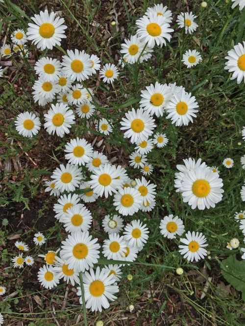 daisy wildflowers flower