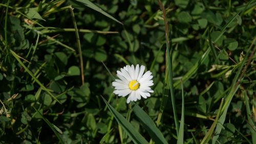 daisy blossom bloom