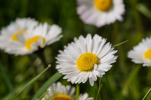 daisy flower white