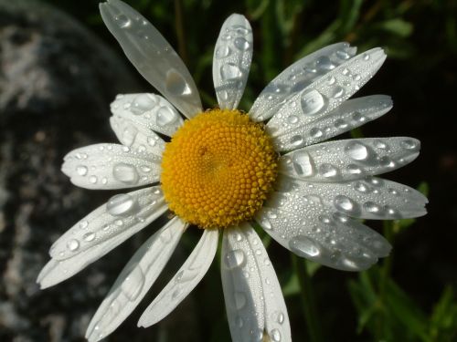 daisy flower nature