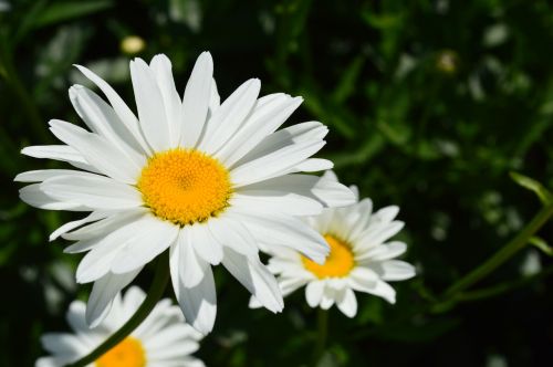 daisy flowers white flowers