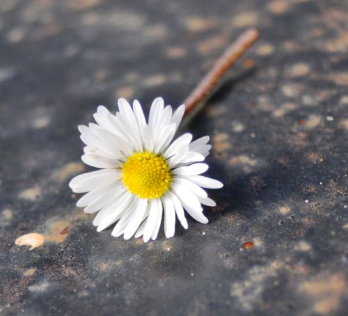 daisy nature perspective