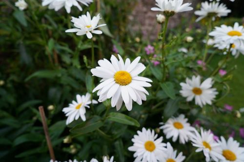 daisy white flower plant