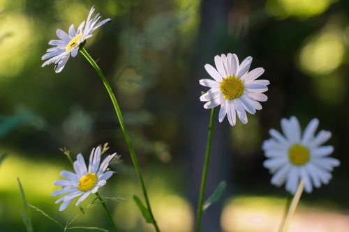 daisy flower summer