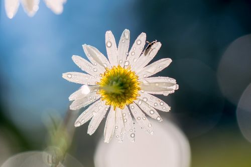 daisy flower summer