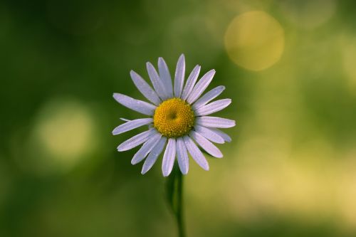 daisy flower summer