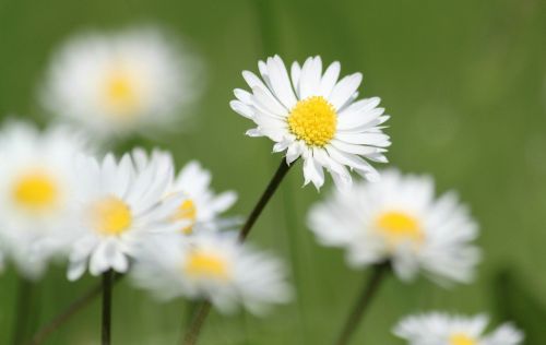 daisy flowers nature