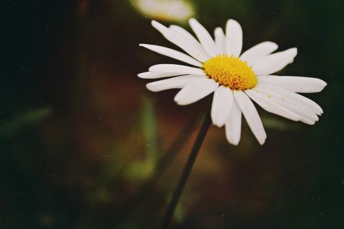 daisy flowers of the field summer