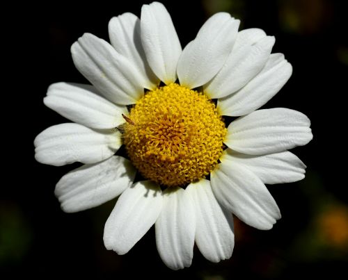 daisy flower nature