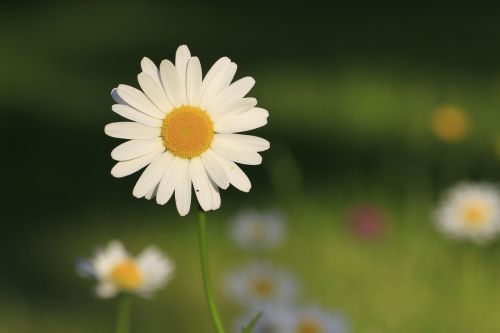 daisy flower white