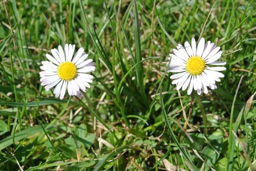 daisy flower meadow meadow