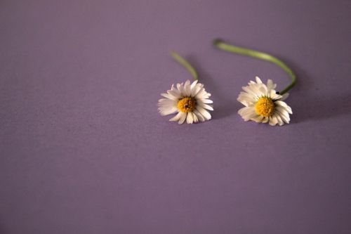 daisy violet flower