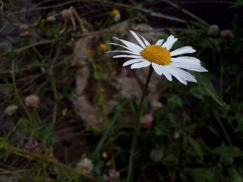 daisy popovic flower