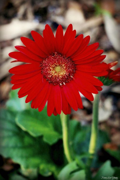 daisy flower red