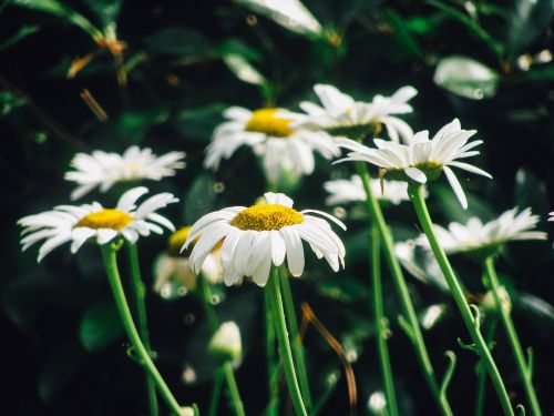 daisy daisies flowers