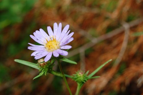 daisy flower floral