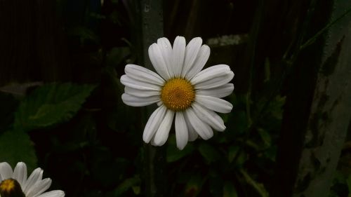 daisy white yellow