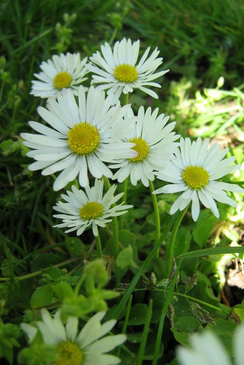 daisy nature white