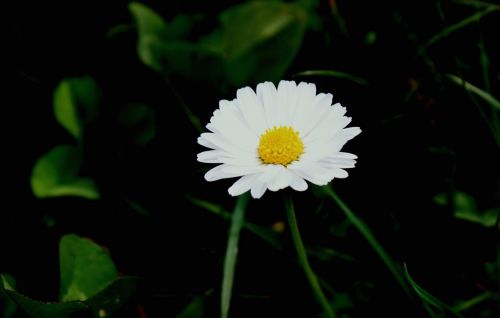 daisy flower white flower