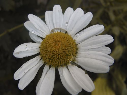 daisy flower summer