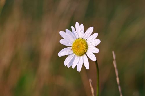 daisy flower rosa