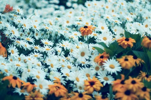 daisy flower flowers