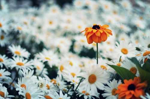 daisy flower nature