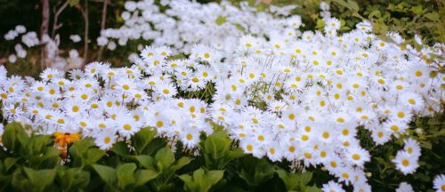 daisy white macro