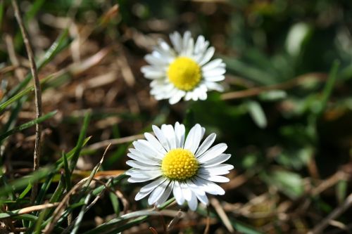 daisy flowers yellow