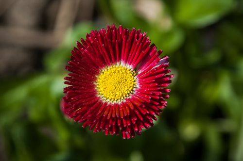 daisy red flower