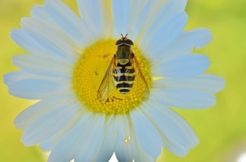 daisy wasp yellow