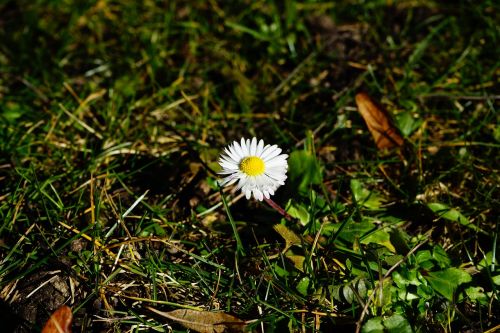 daisy blossom bloom