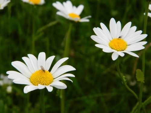 daisy blossom bloom