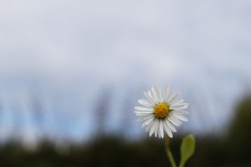 daisy nature flower