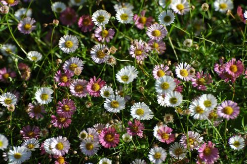 daisy summer garden