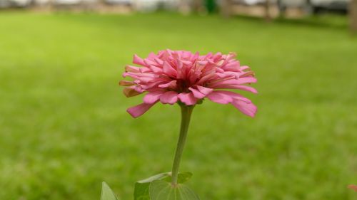 daisy flower việt nam