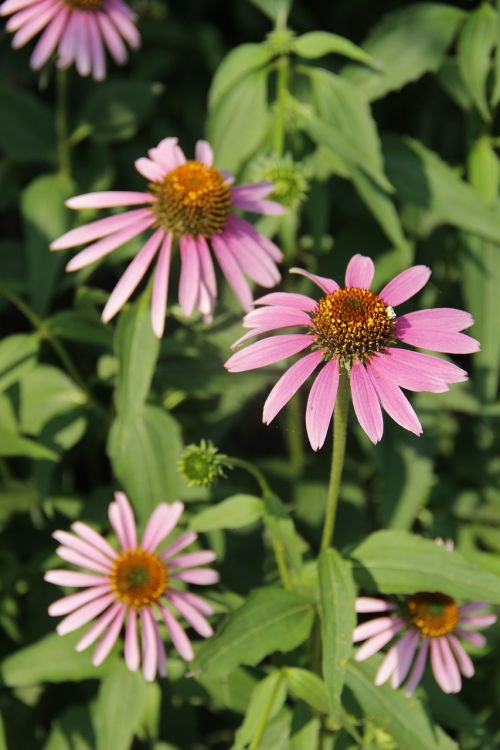 daisy little flower flower