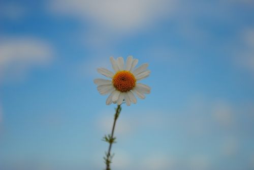 daisy sky blossom