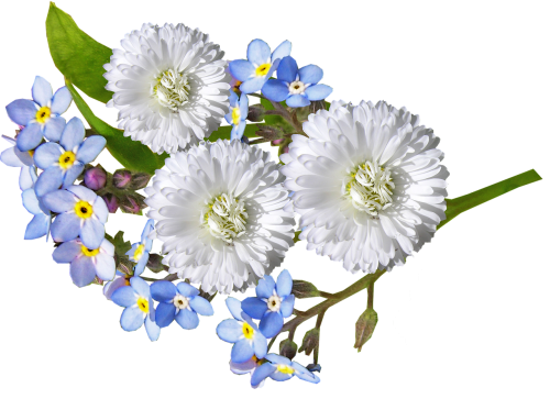 daisy white blue