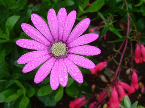 daisy purple pink