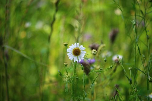 daisy flower field