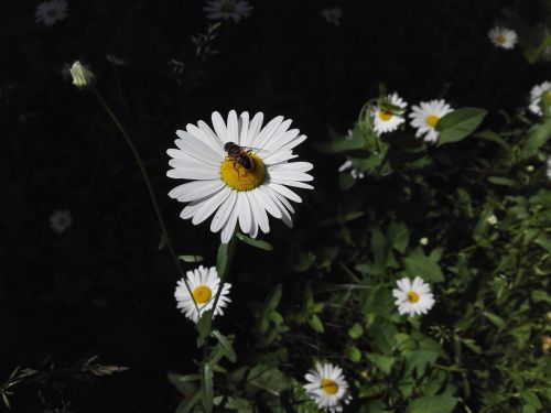daisy nature bee