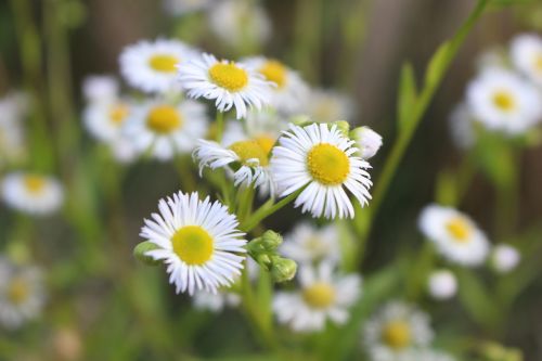 daisy flower petals